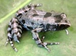 Изчезнал вид жаба e преоткрита в Африка