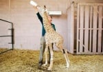 Жираф с изкуствен крак