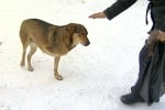 Жители на Новосибирск спасяват куче