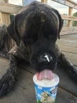 Жизел яде сладолед