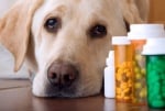Как да давате лекарства на кучето?