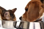 Как да храним правилно кучето