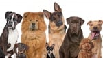 Как да изберем най - подходящата порода куче за нашето семейство?