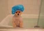 Как да изкъпем кучето си