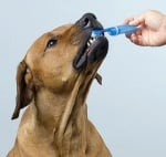Как да мия зъбите на кучето