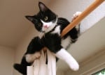 Как да направите дома си безопасен за своята котка?