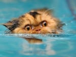 Как да научим котката да плува?