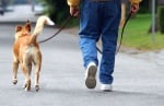 Съвети как да водите кучето си на каишка
