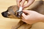 Как да почистваме ушите на куче