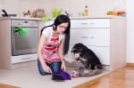 7 лесни начина за поддържане на дома чист по време на смяна на кучешката и котешката козина