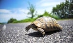 Как да постъпим, ако видим костенурка на пътя?
