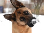 Как да се грижим правилно за кучето през зимата?