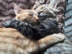 Осиновени котенца показват силните чувства, които изпитват едно към друго