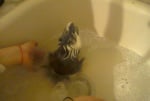 Как се къпе морско свинче