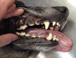 Как се мият зъби на австралийски кетълдог