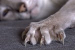 Как се режат ноктите на котка