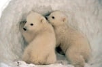 Как се топлят полярните мечки