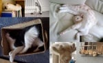 Как спят котките - 25 любими пози