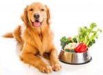 Какви плодове и зеленчуци могат да ядат кучетата?