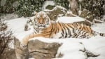 Какво правят животните в зоопарка, когато времето стане много студено?