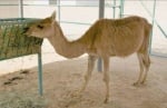 Кама - кръстоска между камила и лама