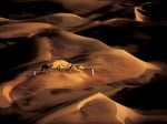 Камили в пустинята
