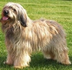 Каталонско пастирско куче