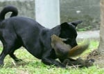Катеричка нападна куче, за да спаси малкото си