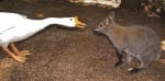 Кенгуру и бяла гъска живеят заедно в приют за животни
