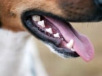 Кихане при кучето при зъбни проблеми