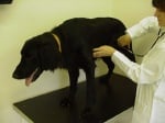 Клиника на Перикардит при кучето