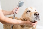 Кога да къпем кучето