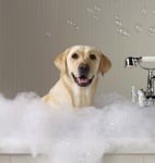 Кога да къпем кучето си