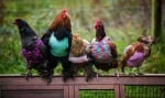 Жени плетат пуловери на възрастни кокошки и средствата даряват на сираци болни от СПИН