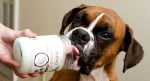 Защо кокосовото масло е полезно за кучетата?