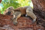 Колко часа спят коалите?