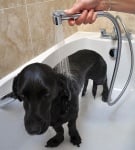 Колко често се къпе кучето