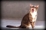 Колко гласни струни имат котките?
