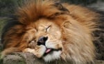 Колко време спи лъвът?