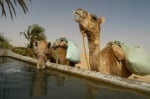 Колко вода може да изпие камилата?