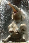Колко вода събира хобота на слона?