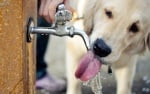 Колко вода трябва да пие кучето? Ето как да поддържате домашния си любимец хидратиран