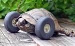 Шанс за по - пълноценен живот получи 90-годишна костенурка, останала без крайници