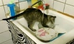 Коте мие чинии