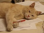 Коте пише с химикал