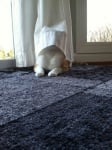 Коте се крие в перде