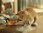 Коте в брашно