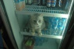 Коте в хладилна витрина