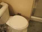 Коте зад тоалетна чиния
