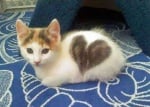 Котенца, които ни показват, че любовта е навсякъде около нас